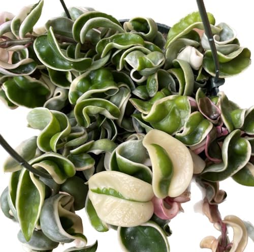 Variegated Hoya Compacta aka Hoya Hindu Rope Variegated Available in 2", 4", and 6" Pot Live Hoya Plant Prime Plants California (Multiple Plants/Stems, 6" Hanging Pot, Short) by PrimePlantsCalifornia