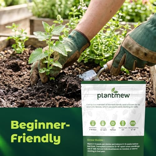 2300 Catnip Seeds for Planting Indoors & Outdoors - Premium Non-GMO Herb Cat Nip Plant Seeds, High Germination Rate - Grow Fresh Cat Grass - Image 3