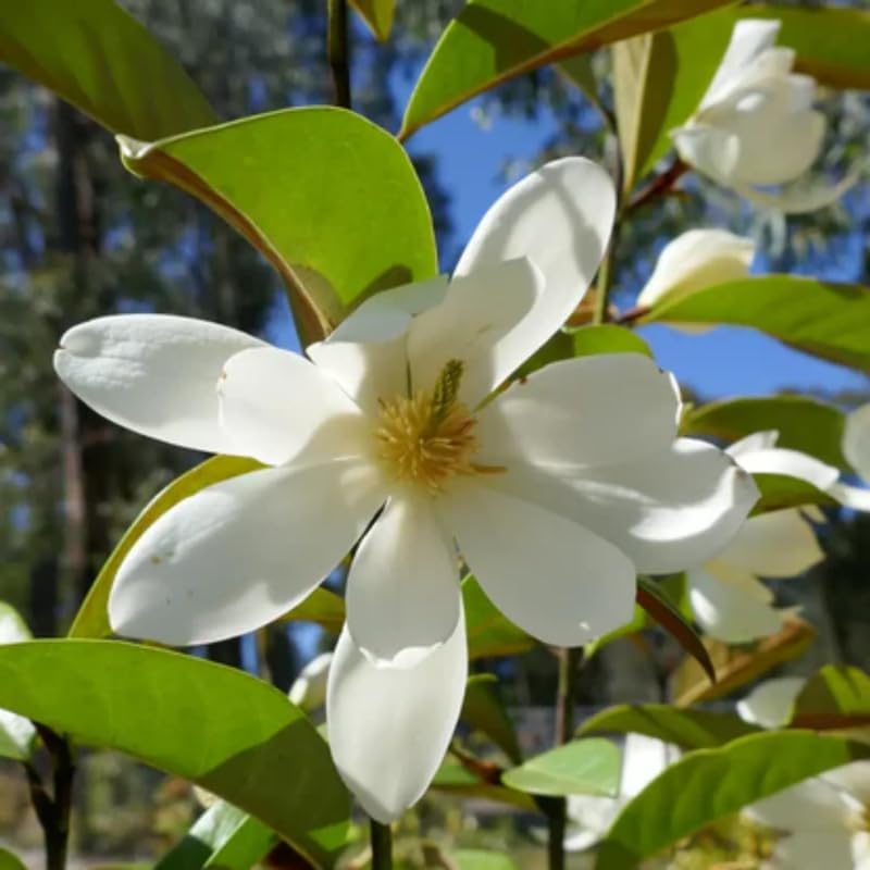 White Magnolia Flower Tree, Hardy Ornamental Flowering Plant, Gallon Pot - Image 4