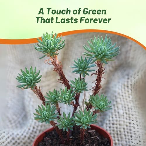 Outsidepride Oracle Sedum Seeds - 200 Pcs Perennial Ground Cover Seeds for Planting, Cold-Hardy & Heat-Tolerant Succulent Plants, Ideal for Rock Gardens, Containers, and Xeriscaping - Image 6