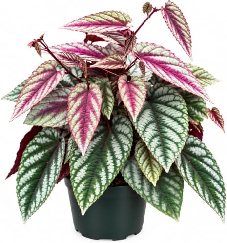 Cissus Discolor Vining Live Plant Starter - Rare Rex Begonia Vine by NYCitySucculents