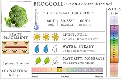 Bulk Organic Waltham Broccoli Seed (10 LB) Non GMO - Image 7