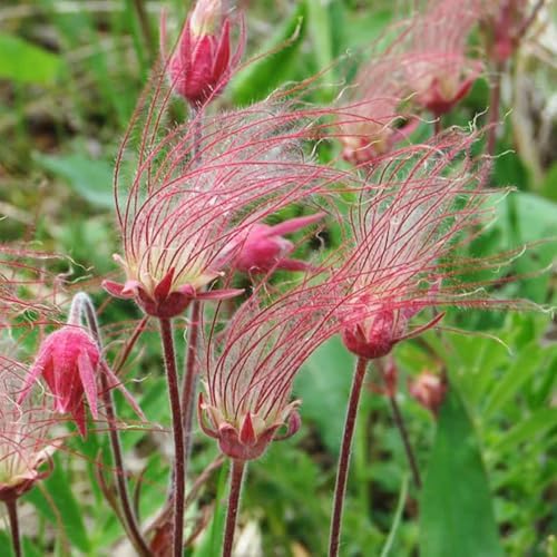50+ Perennial Pink Prairie Smoke Seeds for Planting - Drought Tolerant Ground Cover, Attracts Pollinators,Low Maintenance for Rock Gardens, Rare Wildflower Seeds - Image 6