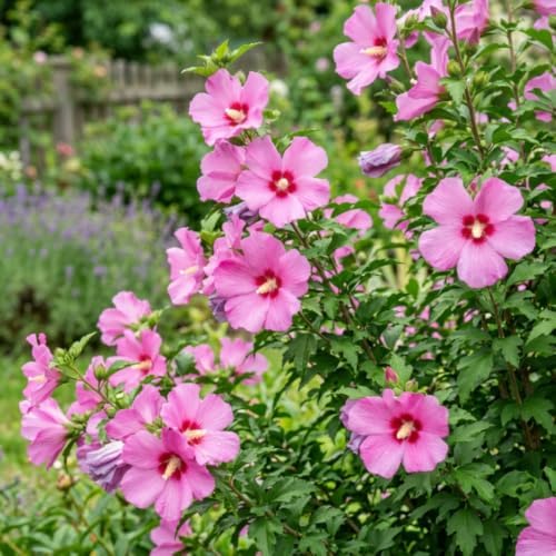 Pink Rose of Sharon Plant, Vibrant Flower Shrub, 6-10 Inch Tall - Image 2