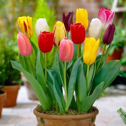 Garden State Bulb Bright Sunshine Mix Single Late Tulip Flower Bulbs, 12/+ cm (Bag of 50) - Image 6