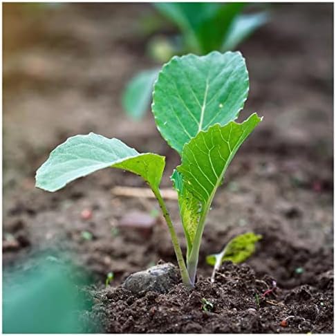1 Lb Early Round Dutch Cabbage Seeds - Gold Vault - Image 3