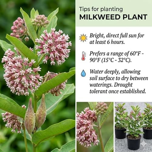 2 Tropical Milkweed Live Plants, Flowering Plant, 4-7 Inch Tall - Image 4