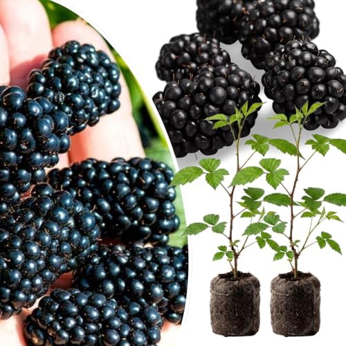2 Navaho BlackBerry Plants Live, Perennial Berry Bush, 4-8 Inch Tall - Image 2