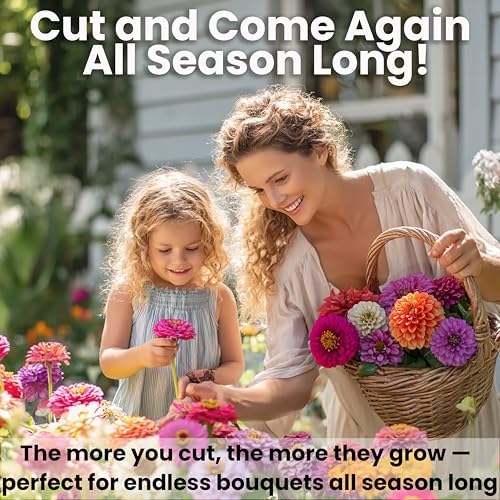 NatureZ Edge Zinnia Seeds for 2026 Planting Outdoors, Over 550 Flower Seeds, 4g, Non GMO Made in USA, Bulk Semillas De Flores para Sembrar, Dahlia Mix, Easy to Grow Zinnia Seed Mix - Image 4