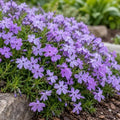 4 Emerald Blue Creeping Phlox Ground Covers - Live Plants - 4" Pots by Unknown
