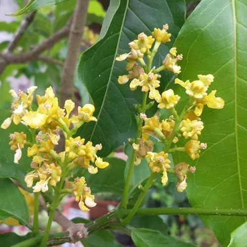 Peanut Butter Tree - Live Plant in a 4 Inch Growers Pot - Bunchosia Argentea - Exotic and Beautiful Fruit Tree for Your Edible Garden - Image 4