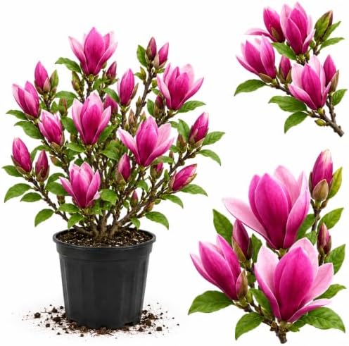 Ann Magnolia Tree Live Plant, Blooming Shrub, 4-8 Inch Tall by GardenNurserySince1996