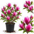 Ann Magnolia Tree Live Plant, Blooming Shrub, 4-8 Inch Tall by GardenNurserySince1996