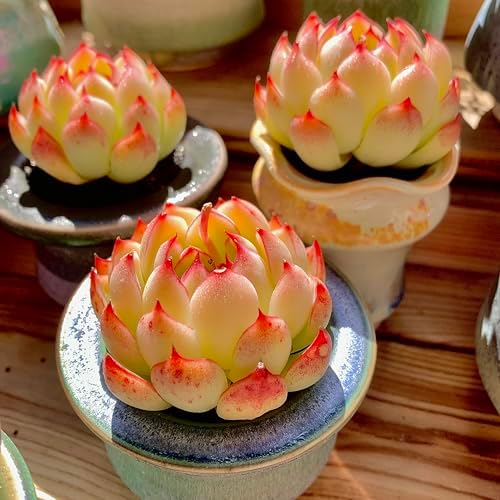 FWPP Live Succulent Plants Echeveria Soul Fairy, Rare Pink Mini Rosette Succulent, 2.5in Bare Root Plant, No Pot Soil, Home Office Bedroom Garden Decor, Easy Care Indoor Houseplant for Plant Lovers - Image 5