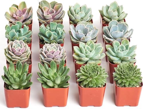 Shop Succulents Rosette Succulent Plant Pack Bulk Collection - Live Mini Succulent Plants, Low Maintenance, Floral Shaped Mix of Colors & Textures - Wedding and Party Favors, Gift & Garden, Pack of 16 by ShopSucculents