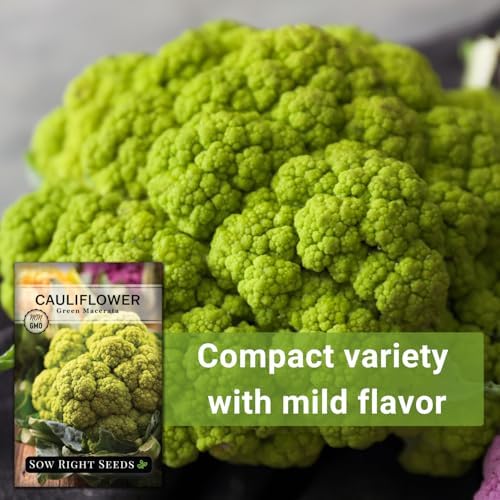 Sow Right Seeds - Green Macerata Cauliflower Seed for Planting Vegetables - Image 5