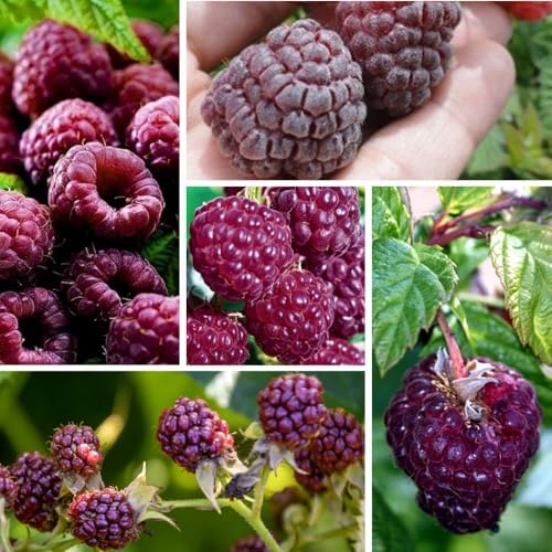 2 Glencoe Thornless Raspberry Plants Live, Berry Bush, 4-8" Tall - Image 2