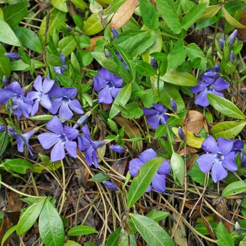50 Vinca Periwinkle Live Plants - Vinca Minor Ground Cover Plants - Image 5