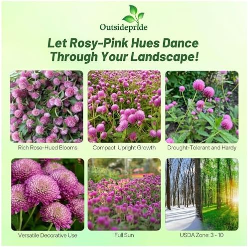 Outsidepride Rose Gomphrena Seeds - 2000 Pcs Annual, Heat & Drought Tolerant, Pollinator Friendly Globe Amaranth Seeds for Planting w/Vibrant Round Blooms for Beds, Borders, and Arrangements - Image 2