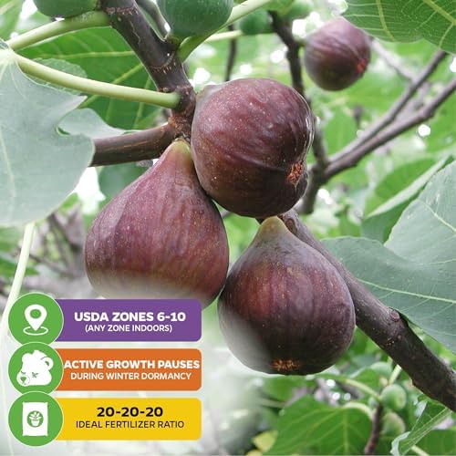 Beer's Black Fig Tree (Dwarf Habit) Live Plant - Ficus carica 'Beer's Black' - Wellspring Gardens - Cold-Hardy Fig, Dwarf Fig Tree, Compact Fig Plant - Fruit Bearing Starter Tree (2-Pack) - Image 5