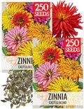 Seed Needs Cactus Zinnia Seeds to Plant Cut Flowers - 2 Packs by SeedNeeds