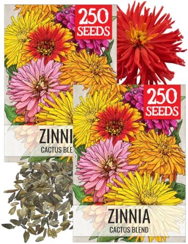 Seed Needs Cactus Zinnia Seeds to Plant Cut Flowers - 2 Packs by SeedNeeds