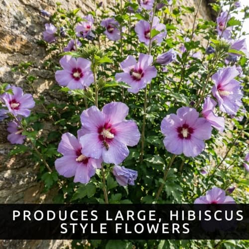 3 Rose of Sharon Plants for Growing – Hibiscus syriacus – Hardy Live Flowering Shrubs – Summer Blooming Landscape Plants for Hedges & Gardens - Image 2