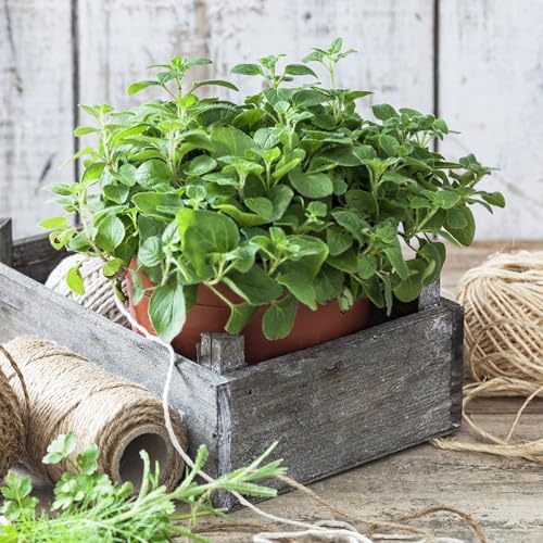 Organic Common Italian Oregano Seeds - USDA Organic, Non-GMO, Open Pollinated, Heirloom (5 Packets - 2.5 Grams - Approx 2250 Seeds) - Image 4