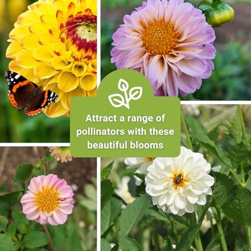 Sow Right Seeds - Pompon Dahlia Seed for Planting Your Own Flower Garden - Image 6