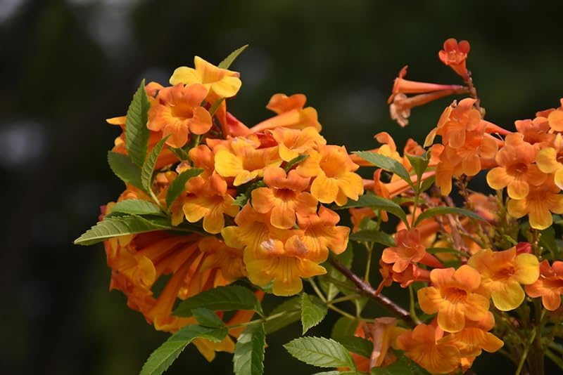 Tecoma Stans Orange Live Plants | Pack of 2 (Two) | 5-9 Inch Orange Jubilee/Esperanza | Heat Tolerant Trumpet Bush | Fast Growing Hummingbird Magnet for Patio Pots & Landscapes - Image 4