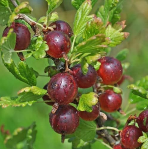 Jeanne Gooseberry Plant - 6-12" Tall Live Plant - Image 3