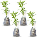 Night Jasmine Fragrant Flowering - 4 x 2 inch Bags by DaisyShip