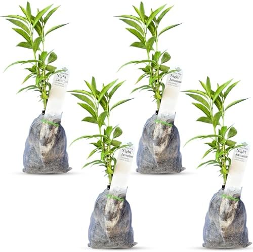 Night Jasmine Fragrant Flowering - 4 x 2 inch Bags by DaisyShip