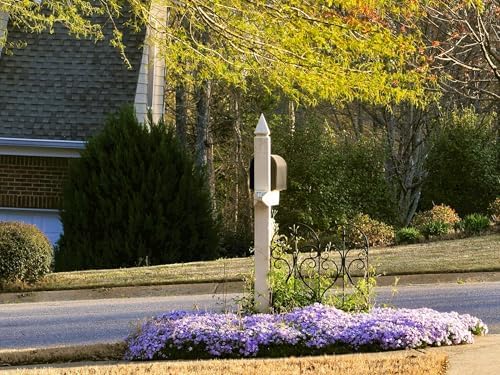Greenwood Nursery: Live Ground-Cover Plants - Emerald Blue Creeping/Moss Phlox + Subulata - [Qty: 2X Pint Pots] - (Click for Other Available Plants/Quantities) - Image 2