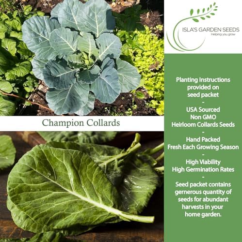 Champion Collard Greens Seeds (Brassica oleracea) – 1,000+ Non-GMO Heirloom Seeds by Isla’s Garden Seeds, Nutrient-Dense & Flavorful Greens, Fast-Growing & Productive, Perfect for Cooking & Smoothies - Image 2