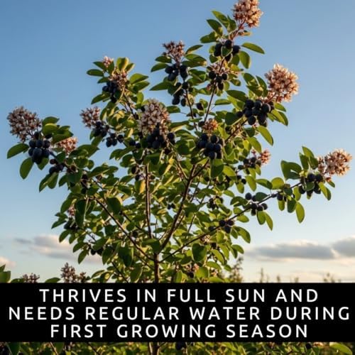 Saskatoon Serviceberry Seeds for Planting Native Berry 100 Premium Seeds - Image 6