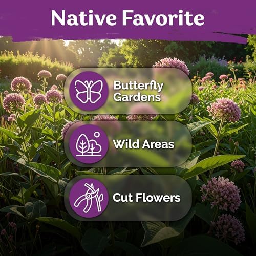 150 Common Milkweed Heirloom Flower Seeds for Planting, Asclepias Syriaca - Image 6