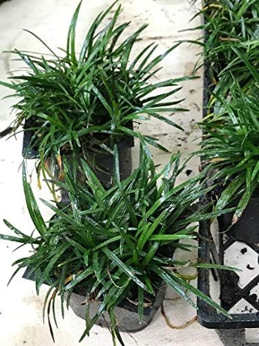 Dwarf Mondo Grass - 54 Live Plants - Shade Loving Evergreen Ground Cover - Image 3