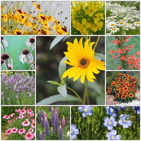Groundio 10000+ All Perennial Wildflower Seeds for Planting,1 OZ 23 Varieties Wildflowers Seed, Non-GMO | Heirloom | USDA Zone 1-10, Butterfly & Hummingbird Attract - Image 5