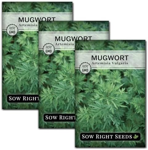 Sow Right Seeds - Mugwort Seed for Planting Perennial Medicinal Herb 3pk by SowRightSeeds
