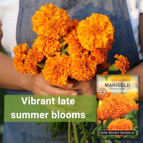 Sow Right Seeds - Crackerjack African Marigold Seed for Planting Flowers - Image 3