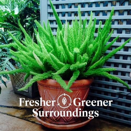 American Plant Exchange Foxtail Fern – 6-Inch Pot – Live Easy Care Tropical Plant with Arching Needle-Like Foliage for Indoor Décor, Patios, Containers, Hanging Baskets & Garden Landscapes - Image 4