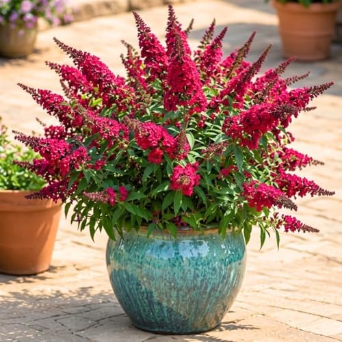 Red Pink Butterfly Bush Live Plant in 1 Gal Pot, Flowering Buddleia Shrub - Image 5