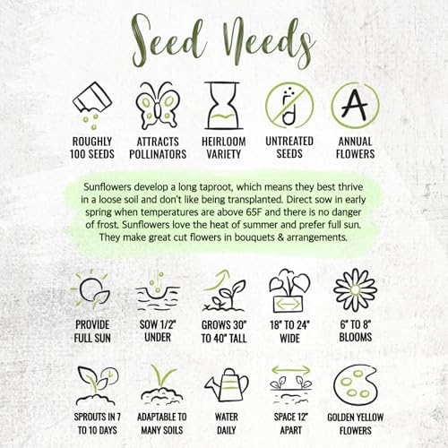 Seed Needs Incredible Dwarf Sunflower Seeds to Plant Cut Flowers - 2 Packs - Image 7