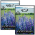 Sow Right Seeds-Wild Blue Lupine Seed for Planting Perennial Wildflower 2pk by SowRightSeeds