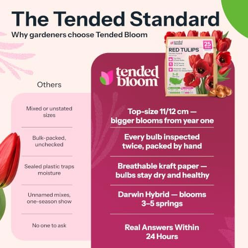 25 Red Darwin Hybrid Tulip Flower Bulbs Tulipa Red Van Eijk - Image 7