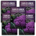 Purple Cauliflower Seeds for Planting, Violetto di Sicilia - 5 Packs by SurvivalGardenSeeds