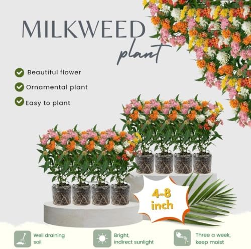 2 Mix Milkweed Live Plants, Asclepias Tuberosa Plant 4–6" Tall - Image 2