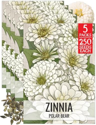 Seed Needs Polar Bear Zinnia Seeds to Plant Cut Flowers - 5 Packs by SeedNeeds