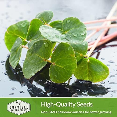 Buckwheat Sprouting Seeds - Survival Garden Seeds (5 Pack) - Image 6